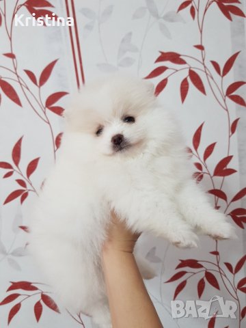 Померан померани момичета , снимка 5 - Померан - 43700609