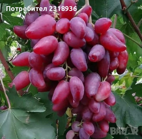 Десертни сортове грозде., снимка 5 - Разсади - 38898244