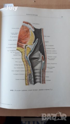 Атлас анатомии человека, Том 2, Р. Д. Синельников, снимка 3 - Специализирана литература - 32299951