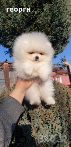 Померан померанче, снимка 2 - Померан - 32458161