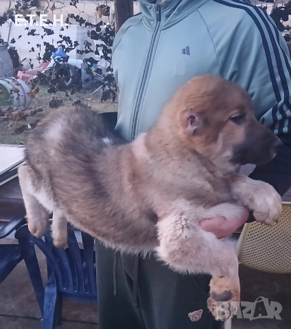 Средно Азиатска Овчарка Алабаи , снимка 4 - Алабай - 53405176