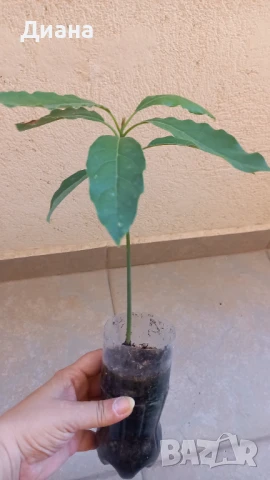 Авокадо, снимка 2 - Стайни растения - 50909590