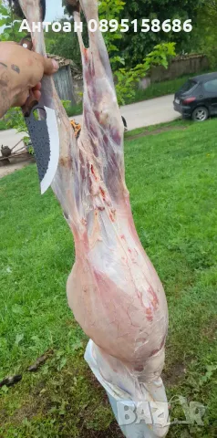 свободно отглеждани ярета за клане , снимка 1