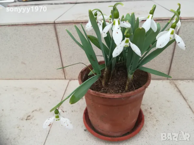 КОКИЧЕТА С ЛУКОВИЦИ 2802251550, снимка 2 - Градински цветя и растения - 49315161