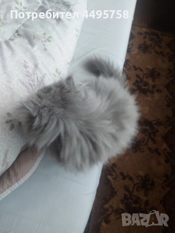 Персийски котенца, снимка 7 - Персийска - 51754390