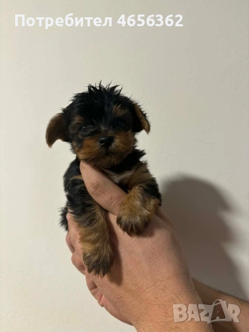 Йоркширски териер, снимка 2 - Йоркширски териер - 53526060