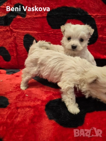 мини малтийски болонки, снимка 5 - Болонка - 53008355