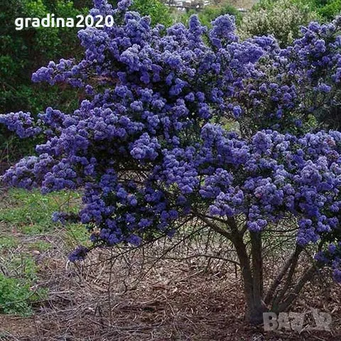 Цеанотусът (Ceanothus) или калифорнийският люляк Налични 3 вида, снимка 10 - Разсади - 49943995