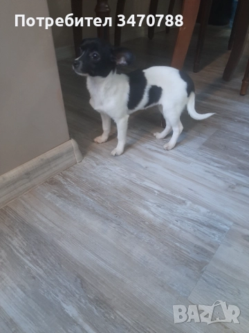 Чихуахуа , снимка 2 - Чихуахуа - 52774225