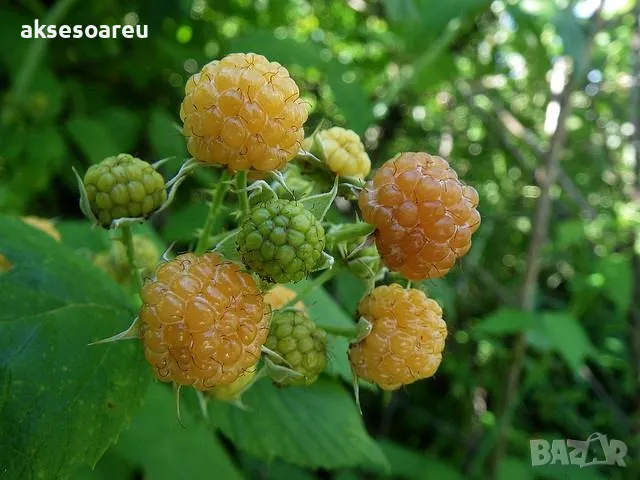 20 качествени Семена от Британска Есенна Златна Малина Златни наситени Сладки Малини сочни плодове , снимка 12 - Сортови семена и луковици - 50332013