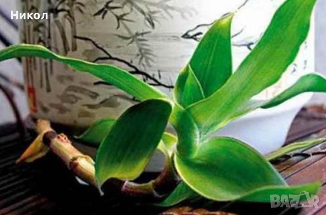 Ароматна кализия - стайно лекарствено растение.