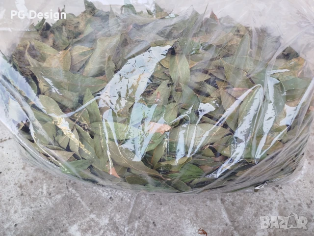 Дафинов лист, снимка 3 - Градински цветя и растения - 51085415