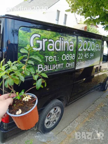 Жасмин вечно зелен Налични 4 вида, снимка 14 - Разсади - 49939528