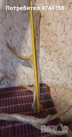 Трпфейни рога❗️, снимка 2 - Антикварни и старинни предмети - 53575504