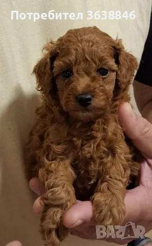 Той Пудел, снимка 1