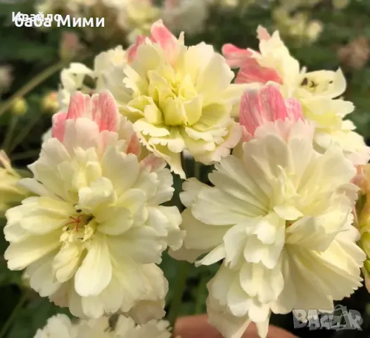 Мушката различни видове