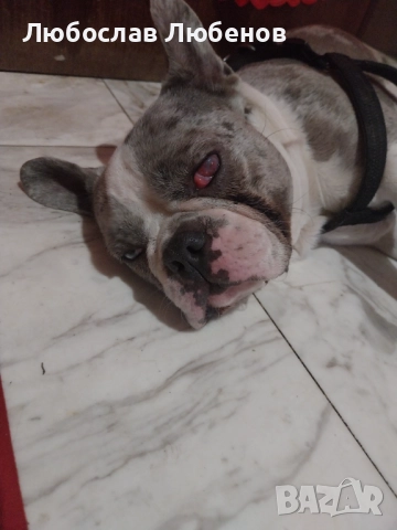 Френски булдог , снимка 2 - Френски булдог - 52905059