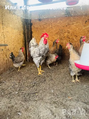 Яйца за люпене крем легбар и др., снимка 2 - други­ - 49709163