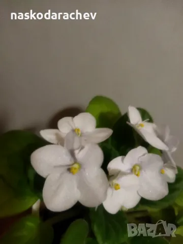 Теменужка, теменужки, сенполия снежно бяла, бял цвят