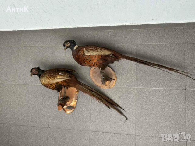 Препариран Фазан Фазани, снимка 2 - Други ценни предмети - 51683019