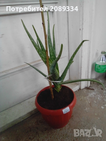 Алое Вера, снимка 3 - Стайни растения - 52438511