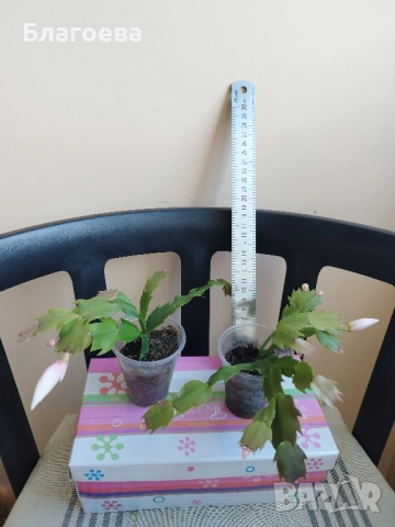 Мини Коледниче светло-розово, снимка 5 - Стайни растения - 51988049