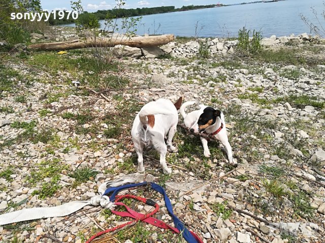 джакове-видин 1505221539, снимка 11 - Джак ръсел териер - 36767185