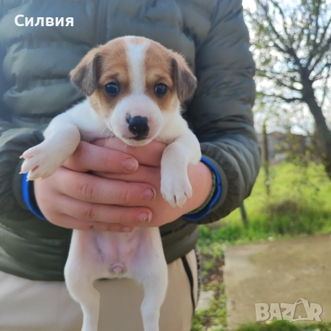 Джак Ръсел женско кученце , снимка 5 - Джак ръсел териер - 52824317