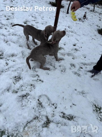 Ваймаранери 