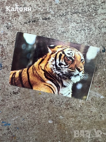 Календарче с тигър от 1888 г. 