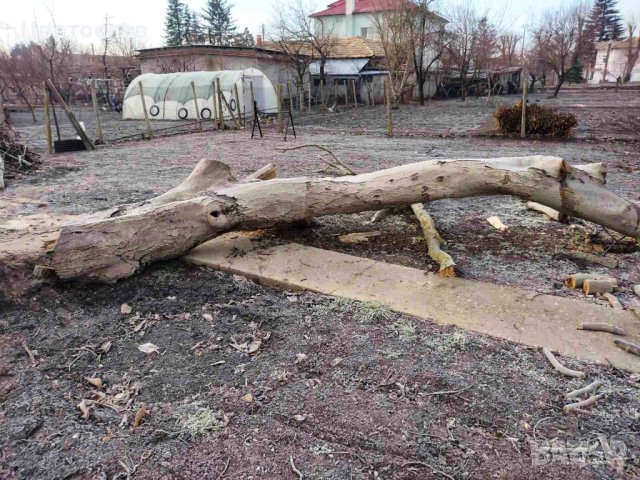 Орех с разрешение в Шуменско, снимка 3 - Декорация за дома - 42110680