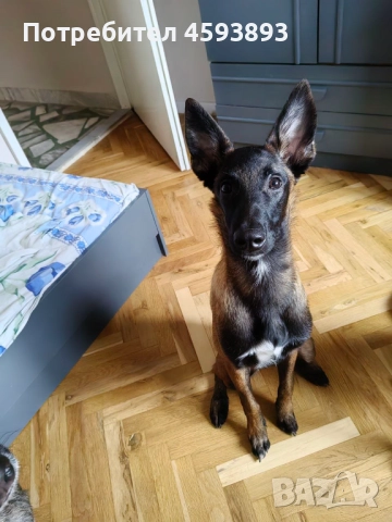 Белгийски овчарки Малиноа, снимка 6 - Белгийска овчарка - 52352260