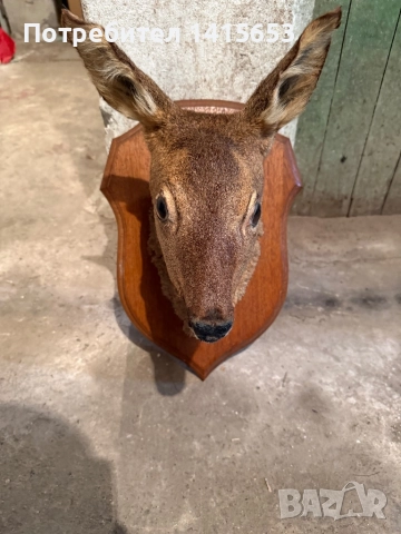 Продавам препарирана сърна, снимка 2 - Антикварни и старинни предмети - 52931129