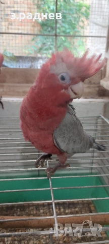 Бебета розаво какаду, снимка 1