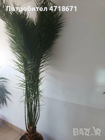 Финикова палма 2.5м