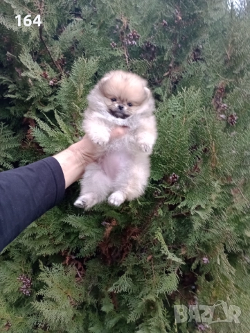 Померани. Момиченца. Реални снимки от 07.12.2025 г., снимка 2 - Померан - 52682065