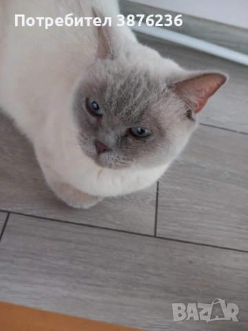 Британска късокосместа , снимка 9 - Британска късокосместа - 53313048