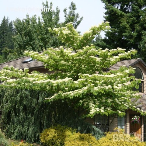 Cornus controversa (Корнус контраверса), снимка 3 - Градински цветя и растения - 43411237