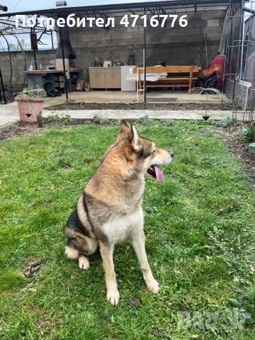 ЧЕХОСЛОВАШКИ ВЪЛЧАК, снимка 3 - Други - 53194940