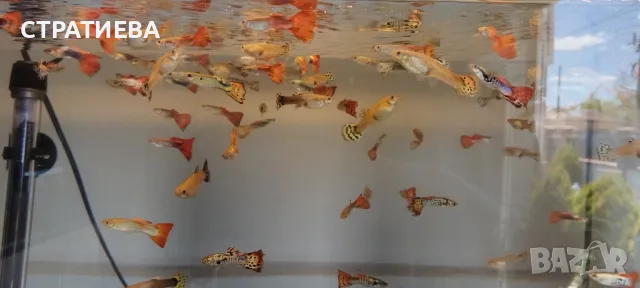 Гупи отглеждани в домашни условия., снимка 11 - Рибки - 50004944