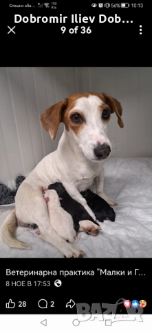 Продавам малки кученца, снимка 2 - Други - 52747021