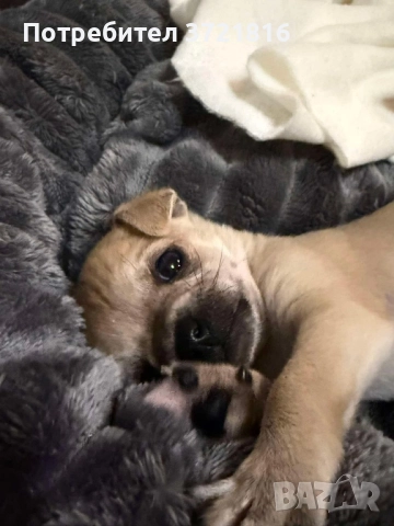 Мъжко чихуахуа на 60 дни с паспорт и две ваксини , снимка 2 - Чихуахуа - 52696074