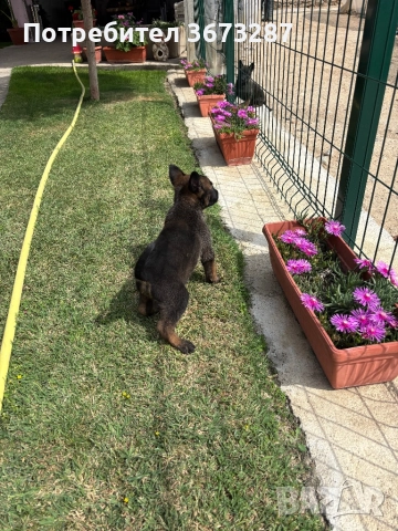 Белгйиска овчарка малинова, снимка 10 - Белгийска овчарка - 51650424