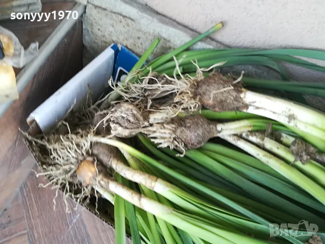 ГРЪМ ОТ НАРЦИСИ 25БР С ЛУКОВИЦИ 1504250637, снимка 11 - Градински цветя и растения - 49899615