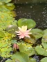 Растения за езеро ,лилии , предлагам и риби езерни , снимка 8
