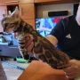 Бенгалски котета, снимка 7