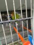 Разнообразие на папагали, снимка 12