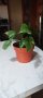 Монстера Рафидофора-стайно цвете, снимка 1 - Стайни растения - 43745321