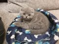 Шотландски клепоухи котенца на 2 месеца, снимка 7