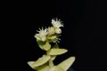 Седум на Хемсли (Sedum hemsleyanum), снимка 2